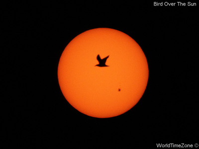 Bird over the Sun by worldtimezone
